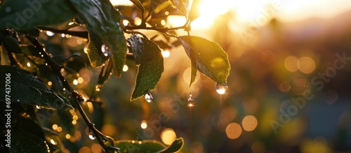 Rain droplet on lemon plant branch at sunset after rainfall. Using differential focus.