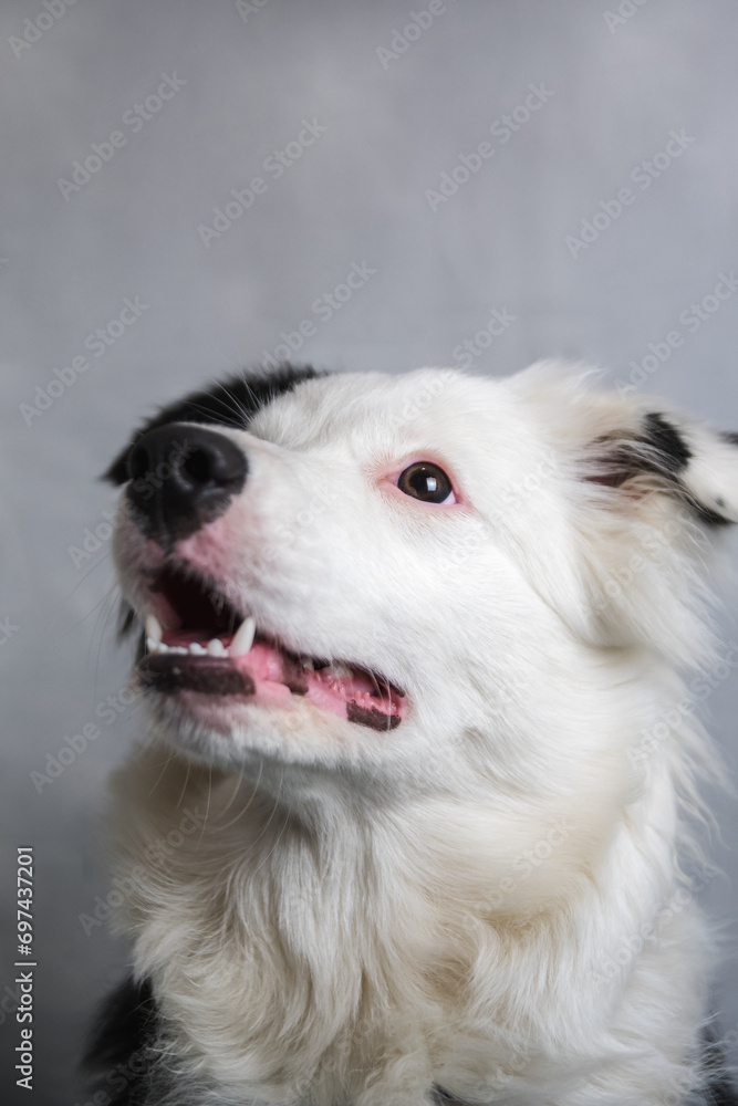 Portrait of a beautiful border collie Portrait of a beautiful border collie