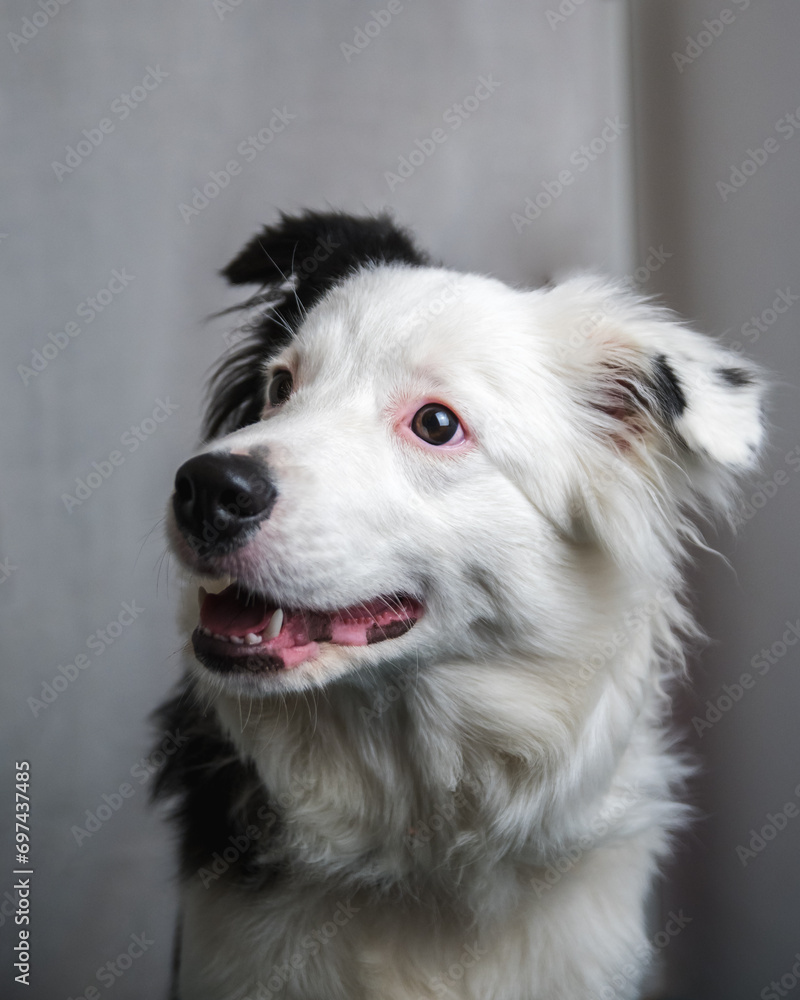 Portrait of a beautiful border collie Portrait of a beautiful border collie