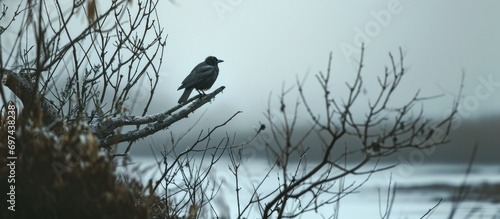 Upturned bird atop a branch