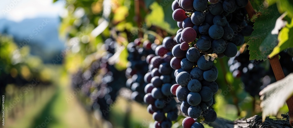Organic Gamay Noir grapes growing in an Okanagan Valley vineyard. Organic Gamay Noir grapes growing in an Okanagan Valley vineyard.