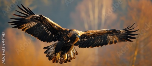 Flying Steppe Eagle, Aquila nipalensis, with large wingspan, in European wildlife scene. photo