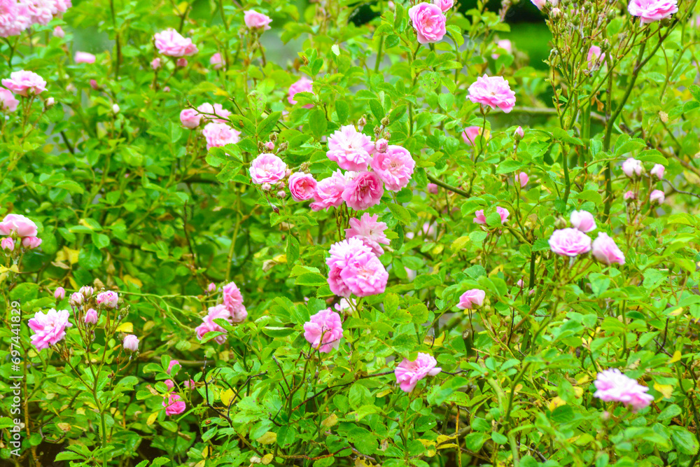 Pink Flowers of a Rambling Rose growing in a Garden. Pink Flowers of a Rambling Rose growing in a Garden.