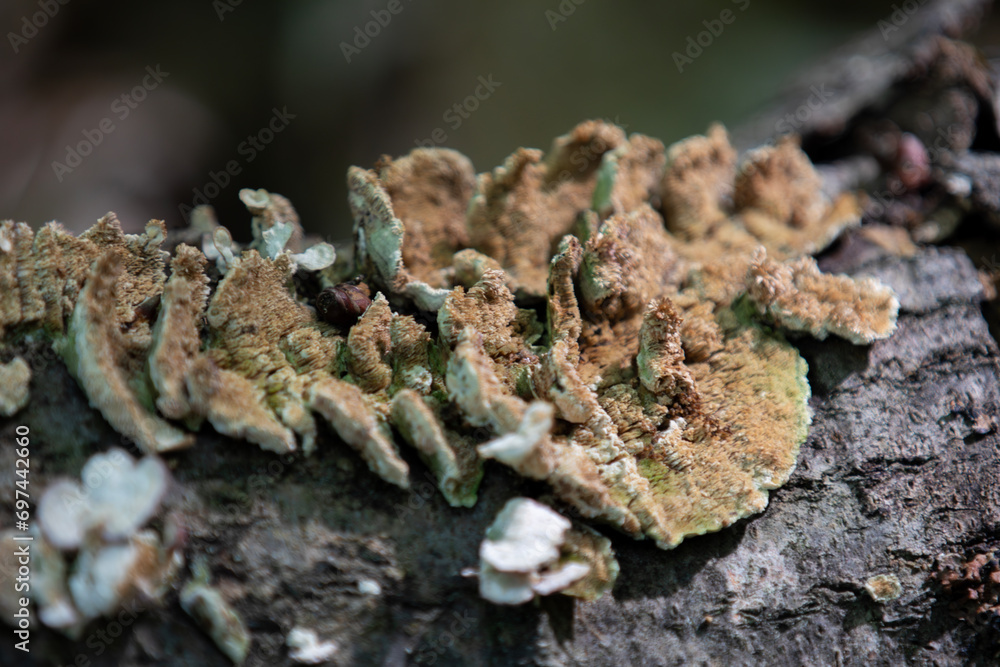 Mushrooms captured along a hiking trail in an Ontario Provincial Park. Mushrooms captured along a hiking trail in an Ontario Provincial Park.