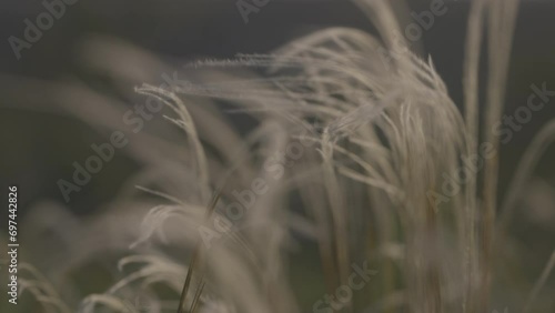 Feather grass - Lat. Stipa, in the spring steppe. Soft dreamy white grass feather swaying in wind with warm summer sun light, summer background. Slow motion 120fps, 10bit, ungraded C-LOG video. photo