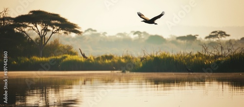 Bird flying over Jipe Lake in Kenya