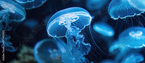 Obraz Moon jellyfish from the sea.