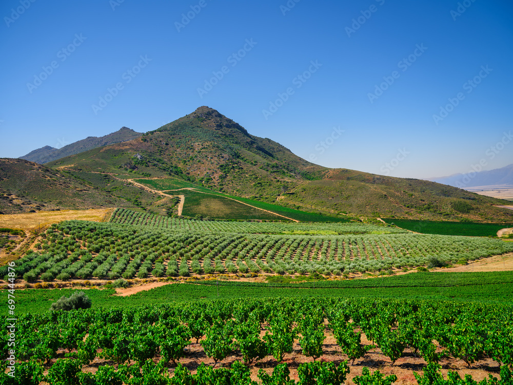 Darling vineyards growing on rolling hills, Western Cape, South Africa
