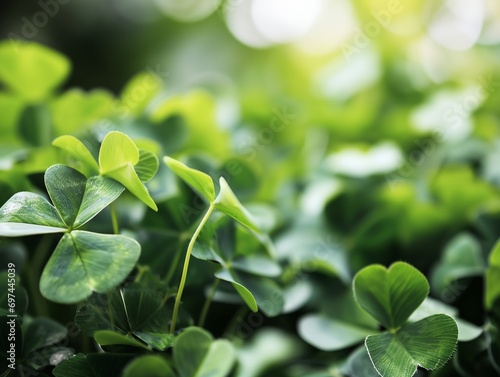 Beautiful clover leaves background