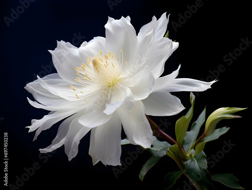 Brahma flower in studio background, single brahma flower, Beautiful flower, ai generated image photo