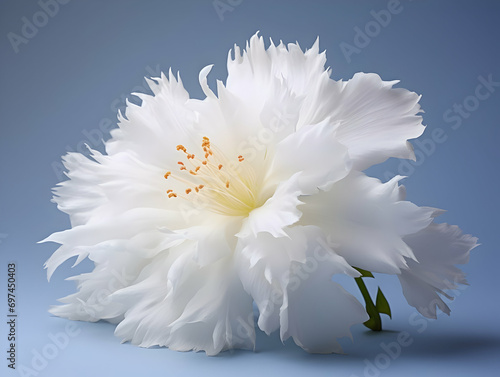 Brahma flower in studio background, single brahma flower, Beautiful flower, ai generated image photo