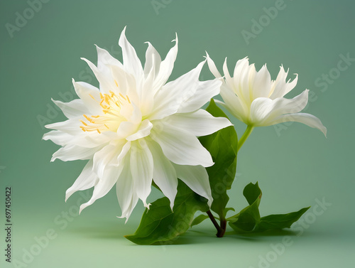 Brahma flower in studio background, single brahma flower, Beautiful flower, ai generated image