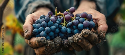 Grower holds ripe, blue wine grapes.