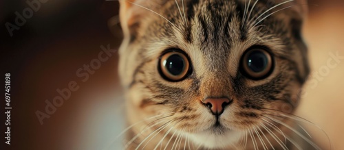 An anxious, alert cat with big eyes and wide pupils. photo