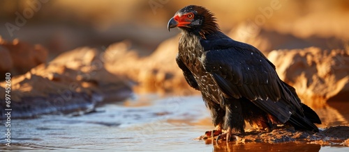 Bateleur Eagle at waterhole in Kgalagadi transfrontier park, South Africa, part of Accipitridae family. photo