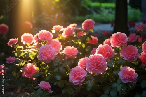 Natures Glory Sunlit Pink Rose Buds © Professional Art
