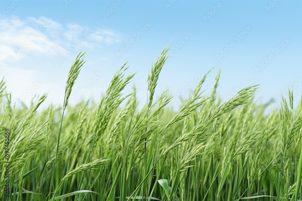 A closeup shot of rice field - Generative AI