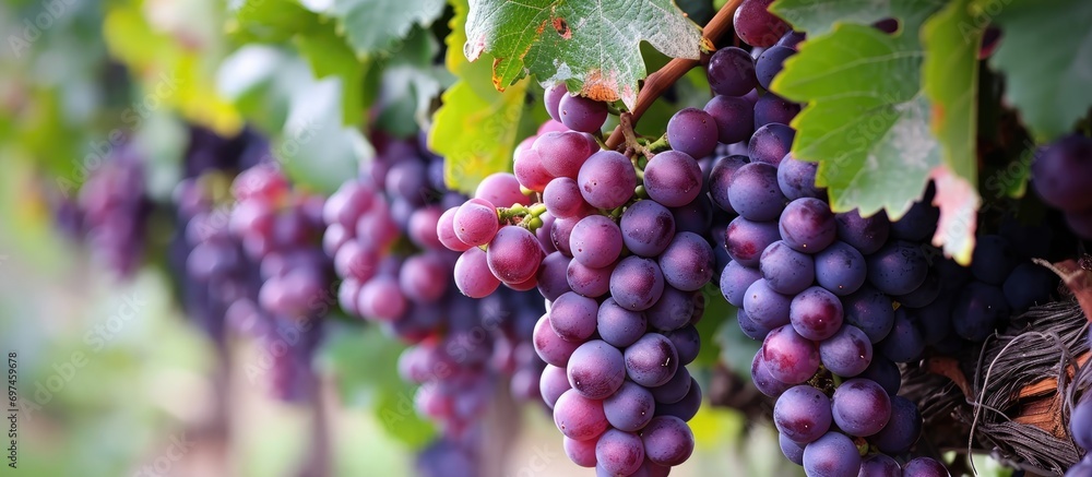 Grapes of a purplish color, grown in a vineyard. - obrazy, fototapety, plakaty 