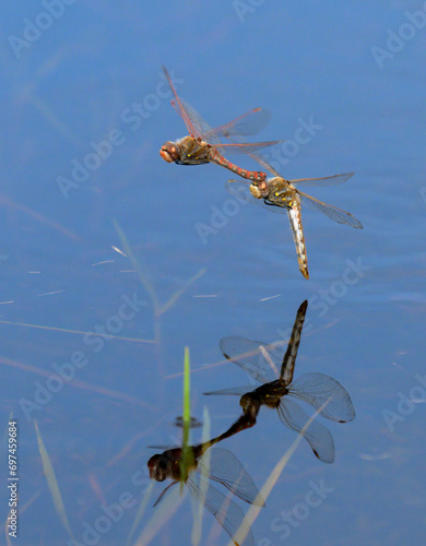 A couple of Variegated meadowhawk dragonflies (Sympetrum corruptum) flying in tandem over a lake and laying eggs in water, Galveston, Texas, USA. © Ivan Kuzmin