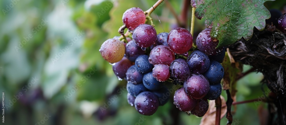 Gray mold, caused by Botrytis cinerea, affects white grapes, causing them to rot on the vine. Gray mold, caused by Botrytis cinerea, affects white grapes, causing them to rot on the vine.