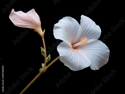 Burr mallow flower in studio background, single burr mallow flower, Beautiful flower, ai generated image photo