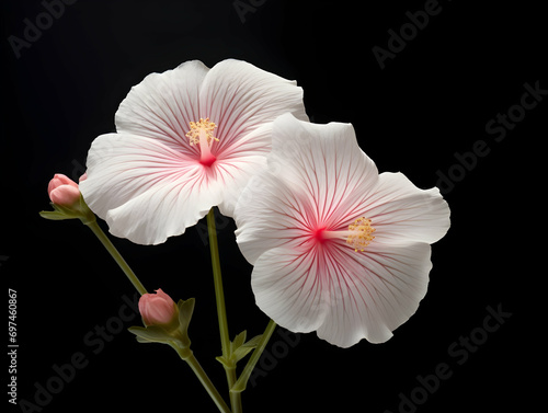 Burr mallow flower in studio background, single burr mallow flower, Beautiful flower, ai generated image photo