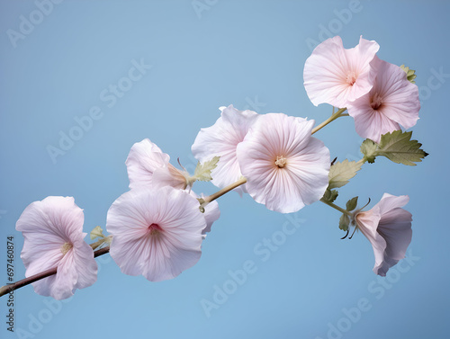 Burr mallow flower in studio background, single burr mallow flower, Beautiful flower, ai generated image photo