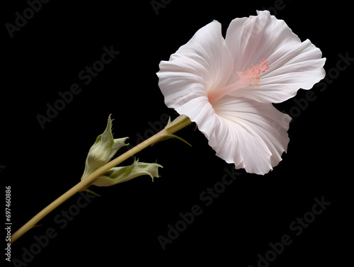 Burr mallow flower in studio background, single burr mallow flower, Beautiful flower, ai generated image photo