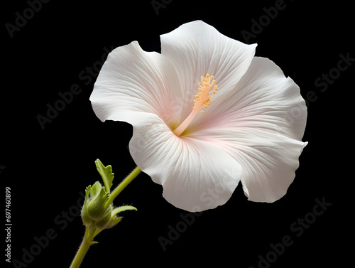 Burr mallow flower in studio background, single burr mallow flower, Beautiful flower, ai generated image photo