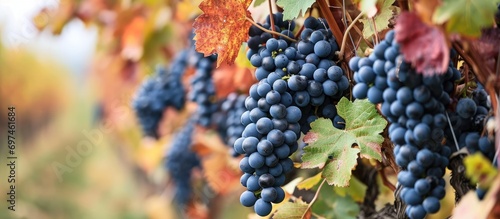 Ontario wines use Frontenac grapes horizontally.