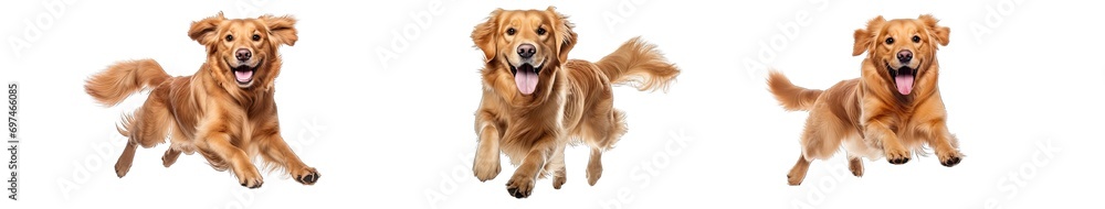 Collection of PNG. Golden retriever dog running and jumping happily isolated on a transparent background.