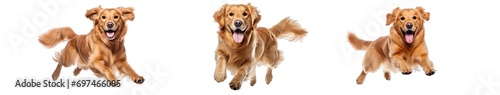 Collection of PNG. Golden retriever dog running and jumping happily isolated on a transparent background. photo