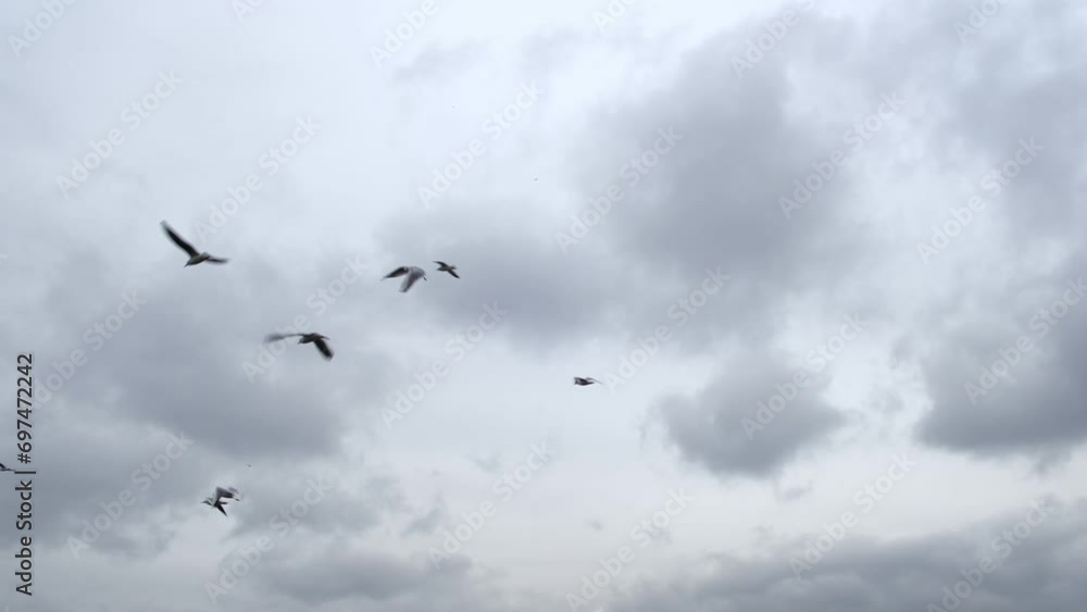 Seagulls soaring in the sky with clouds 4K Seagulls soaring in the sky with clouds 4K