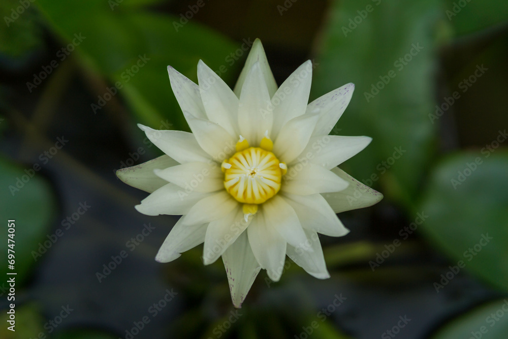 White lotus flower with green leaves background in the pond. White lotus flower with green leaves background in the pond.