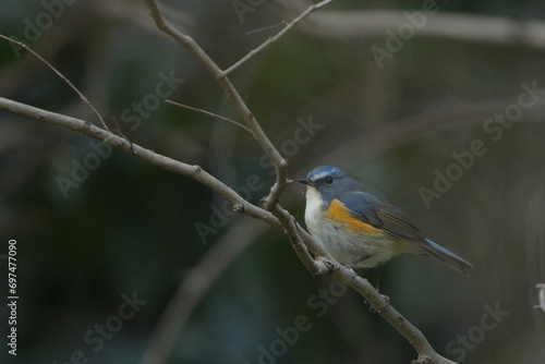 red flanked blue tail in a forest