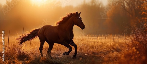 Gorgeous brown horse galloping at sunset in the paddock. photo