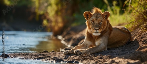 Lion rests by river, watching camera. photo