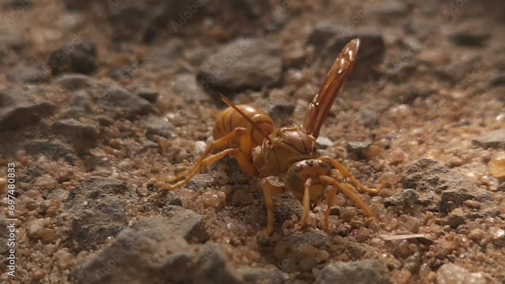 Indian yellow wasp Close up. Footage of Close-up view of wasp. Flying ...