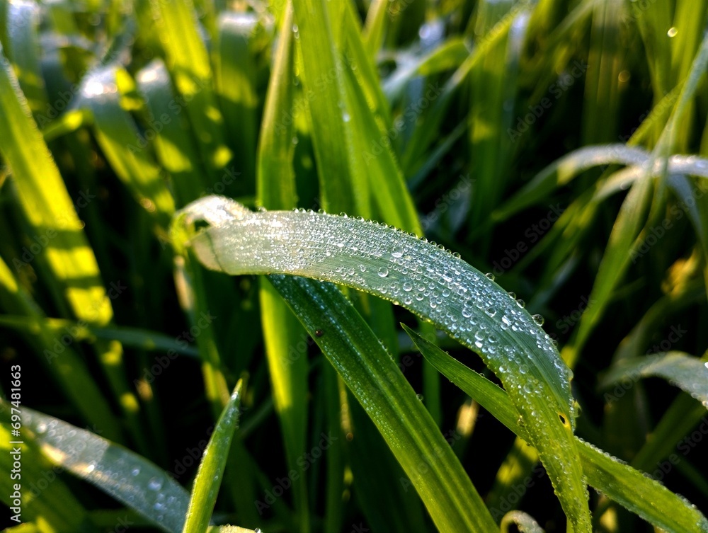 small wheat plants, wheat field, dew on leaves, green field wallpaper, green field background, dew on grass, dew on leaves wallpaper, dew on leaves background, water drops on leaves small wheat plants, wheat field, dew on leaves, green field wallpaper, green field background, dew on grass, dew on leaves wallpaper, dew on leaves background, water drops on leaves