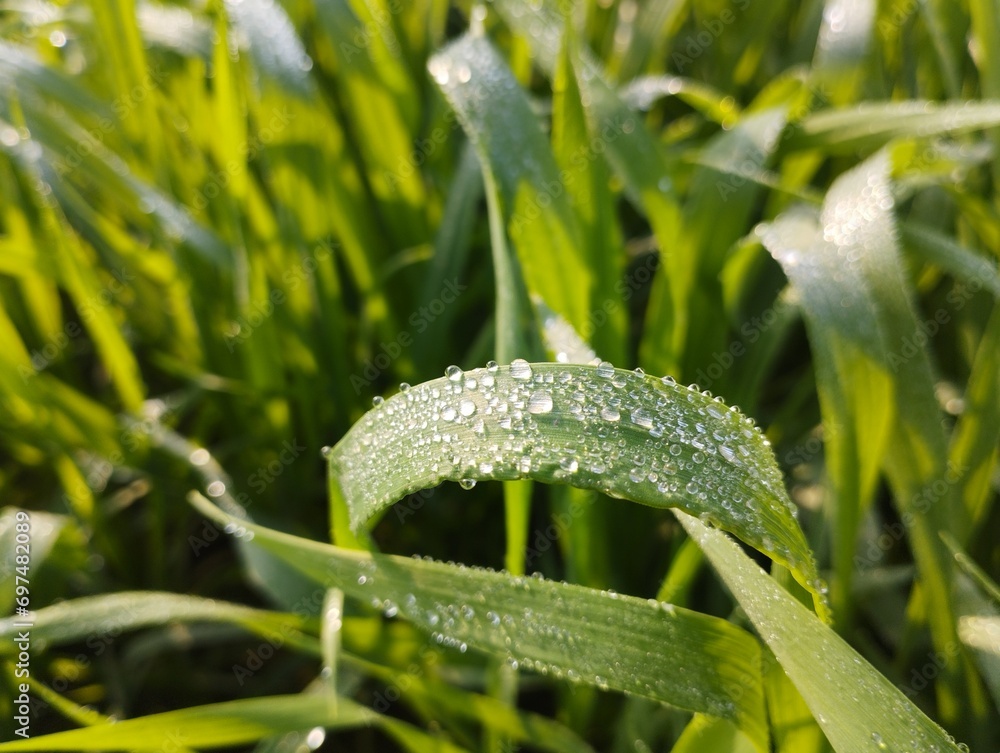 small wheat plants, wheat field, dew on leaves, green field wallpaper ...