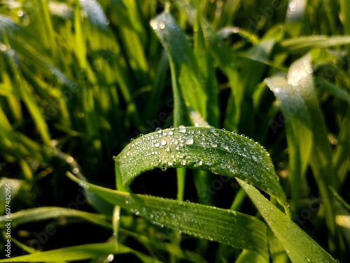 small wheat plants, wheat field, dew on leaves, green field wallpaper, green field background, dew on grass, dew on leaves wallpaper, dew on leaves background, water drops on leaves