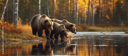 Autumn evening in Finland's forest lake: young bears drink water, surrounded by wildlife in nature. photo