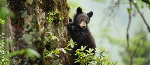 Black bear cub descends tree in Great Smoky Mountains, TN.