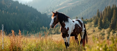 Paint horse on American meadow. photo