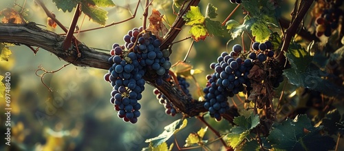 cluster of grapevines photo