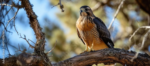 Adult Swainson's hawk, a large Buteo hawk found in Colorado, is colloquially called the grasshopper or locust hawk. It can be observed flying and perching in trees at dusk. photo