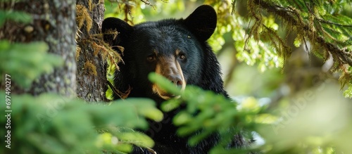 Big black bear trapped in tall evergreen tree.