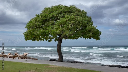 Scenic solitary tropical tree at the beach on the Big Island of Hawaii on a heavily overcast day photo
