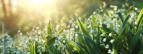 spring blurred background with lilies of the valley, backlight, bokeh photo