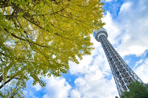 横浜マリンタワーと黄葉したイチョウ2
